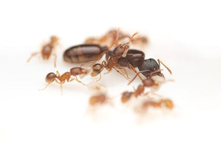 Tetramorium (Sarı) Kolonisi