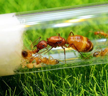 Camponutus Baldaccii Kolonisi