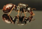 Messor Dentatus Bakım Seti