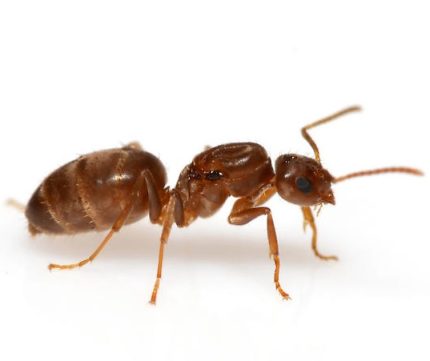 Nylanderia Kraliçesi