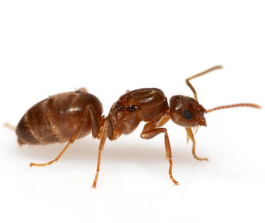 Nylanderia Kraliçesi Nylanderia Kraliçesi - Görsel 1