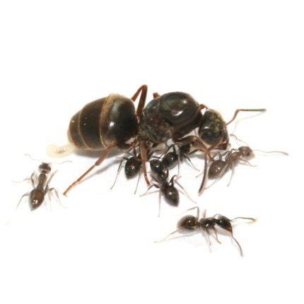 Lasius Kolonisi