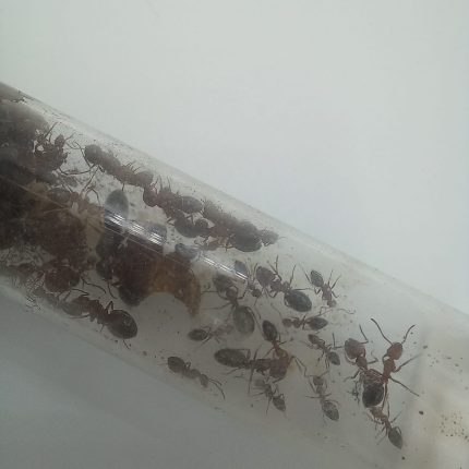 Crematogaster Kolonisi (K1)