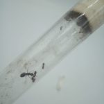 Crematogaster Kolonisi (K3)