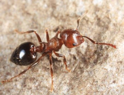 Crematogaster Kraliçesi (K2)