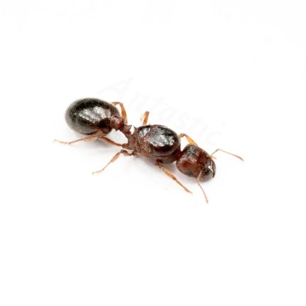 Pheidole Kraliçesi