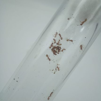 Tetramorium (Sarı) Kolonisi (K4)