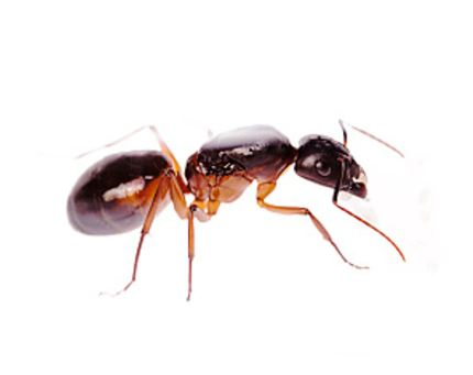 Camponotus Sanctus Kraliçesi