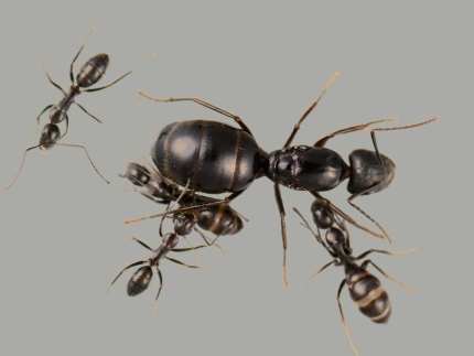 Camponotus Aethiops (1-2 işçili)
